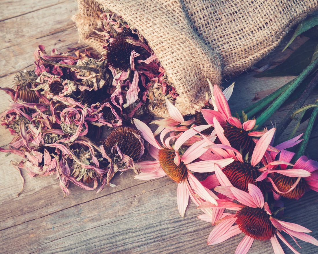 Echinacea